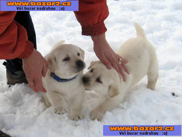 Labrador retriever s PP