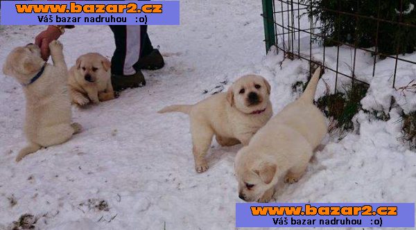 Labrador retriever s PP
