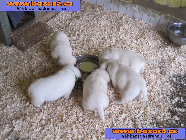 Labrador retriever s PP