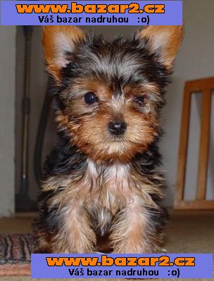 krásné yorkie štěňata