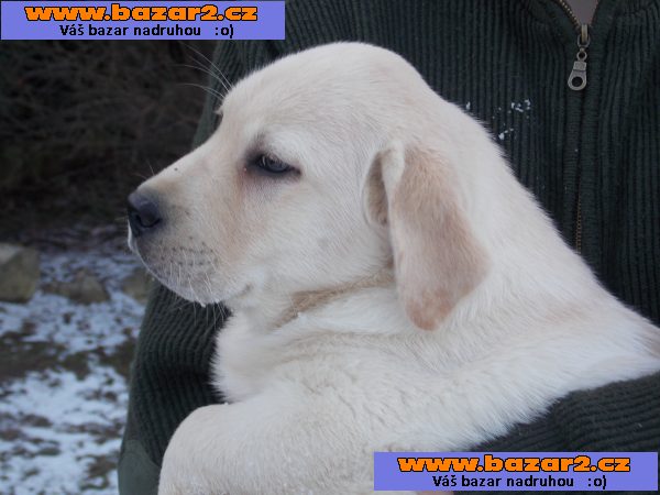 labradorský retrívr štěně