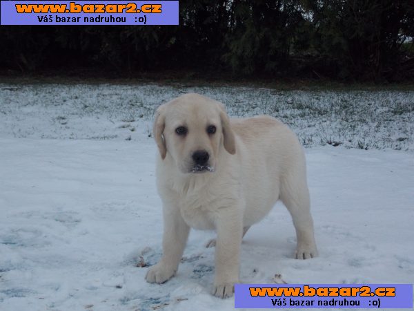labradorský retrívr štěně
