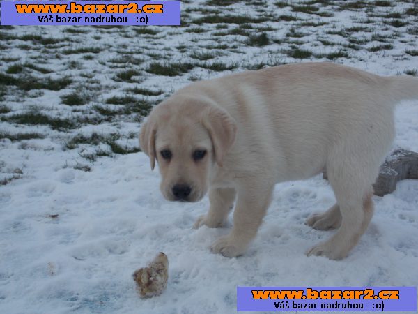 labradorský retrívr štěně