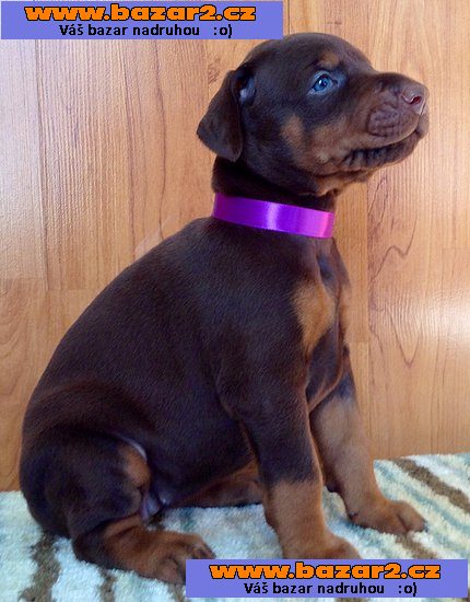  krásná štěňátka Doberman