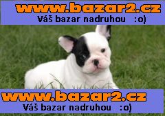 Francouzský buldoček štěňata