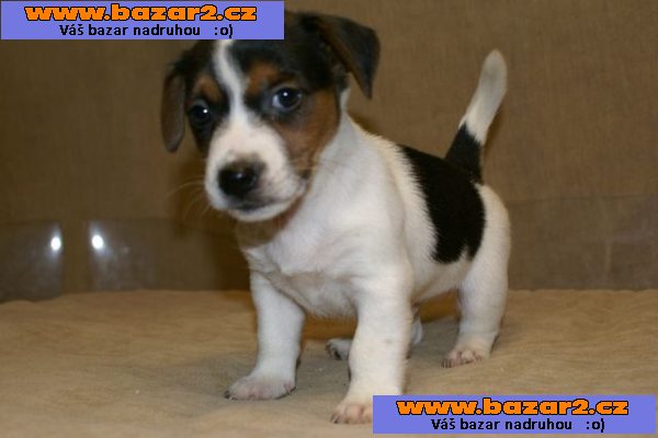 irské Jack Russell štěňata