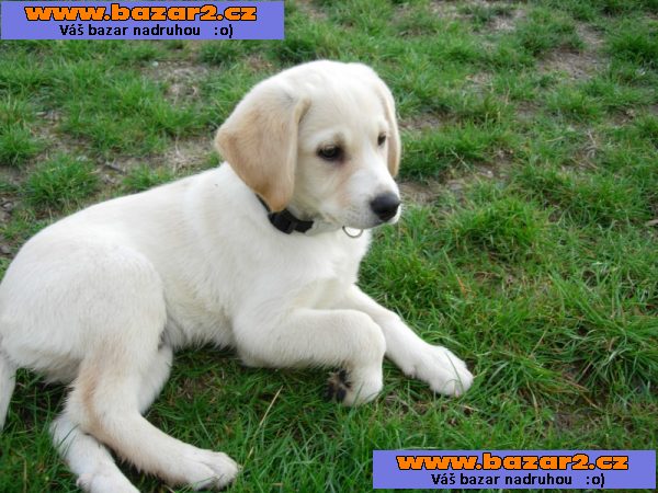 rozkošný štěňata labradora