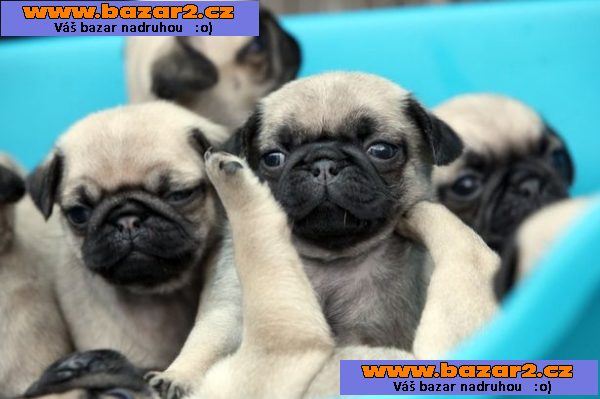 mops štěně