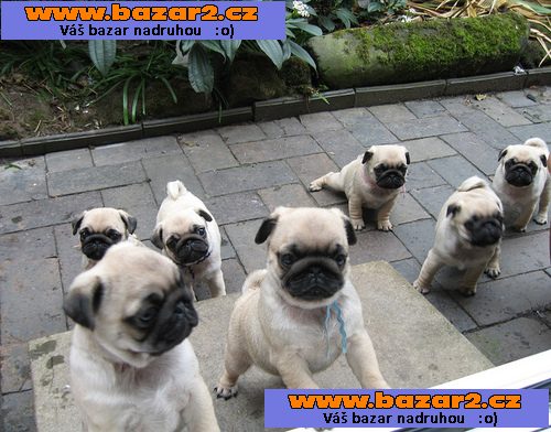 mops štěně