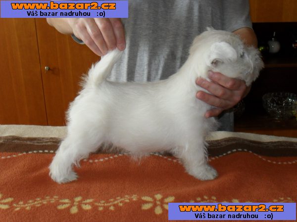 west highland white terier