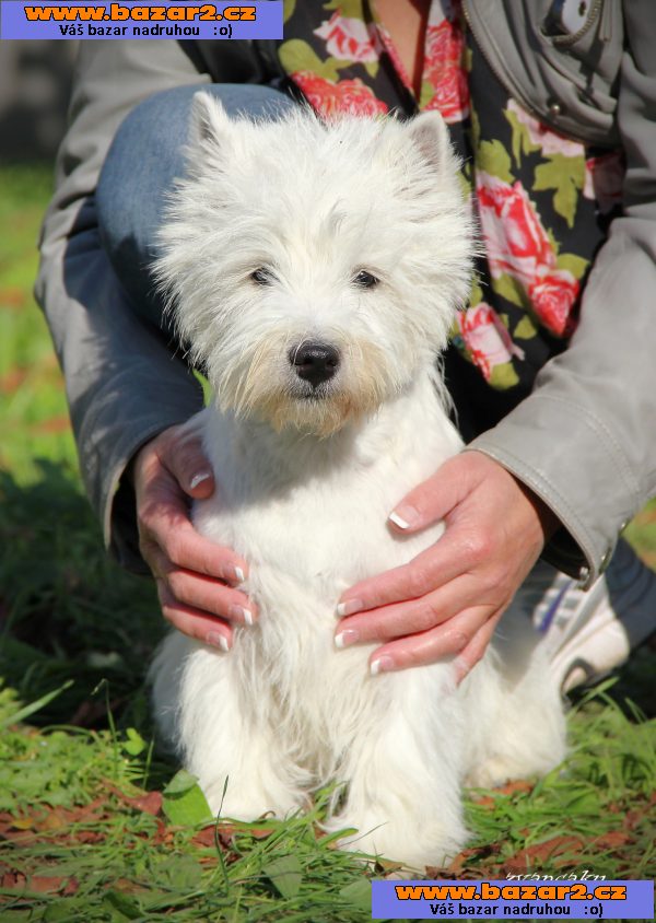 west highland white terier