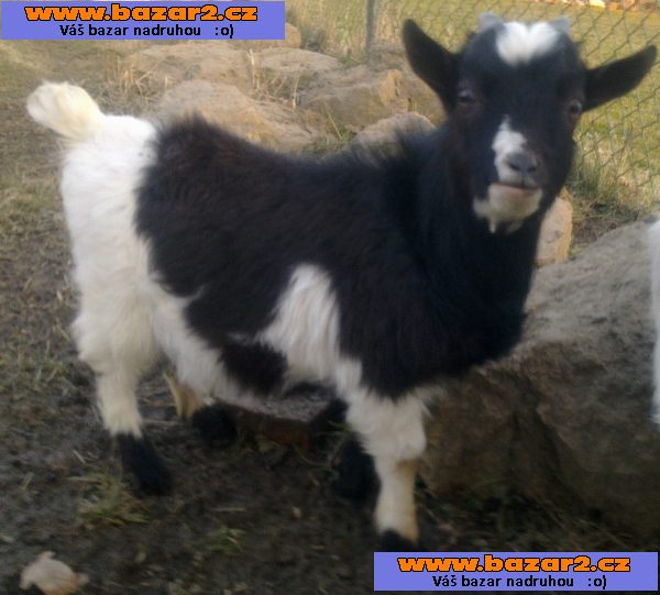 Zakrslý kozlík