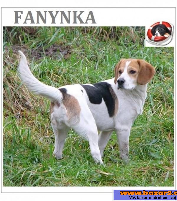 Fanynka - bígl - fena