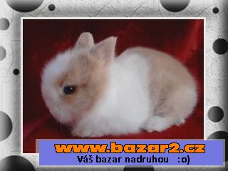 Teddy mini s VP