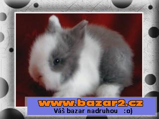 Teddy mini s VP