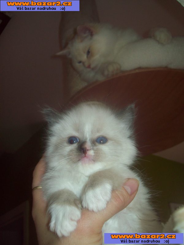 Ragdoll kotě s PP