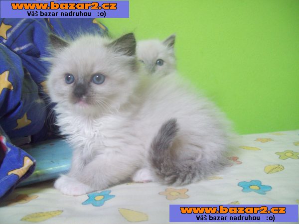 Ragdoll kotě s PP