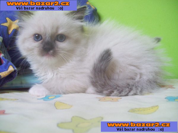 Ragdoll kotě s PP
