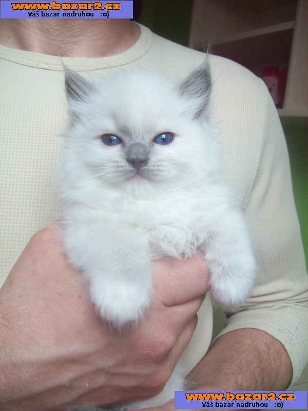 Ragdoll kotě s PP