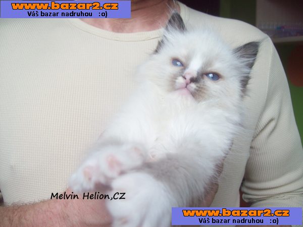 Ragdoll kotě s PP