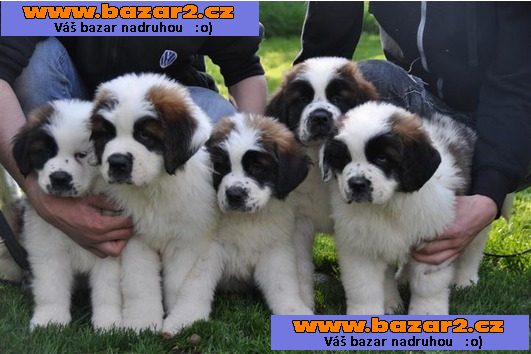 Registrovaný Top Quality Saint Bernard Štěňata