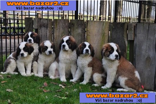 Registrovaný Top Quality Saint Bernard Štěňata