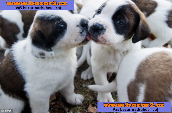 Registrovaný Top Quality Saint Bernard Štěňata
