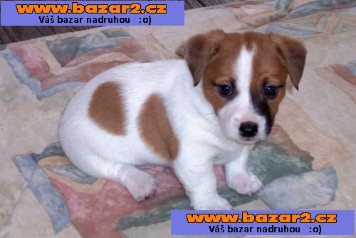 Jack Russell štěňata zdarma přijetí