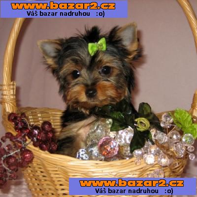 Šálek Yorkie štěňata k přijetí PODNIKEM !!