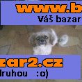 Hledam pejska shi-tzu ke krytí fenky shi-tzu
