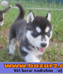 sibiřské husky štěňata.