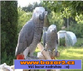 Africké Grey Papoušci