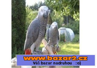 Africké Grey Papoušci
