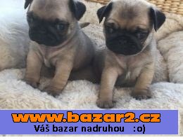 Vynikající  Mops - štěňata