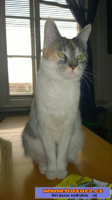 MIA - Kočka