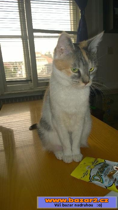 MIA - Kočka