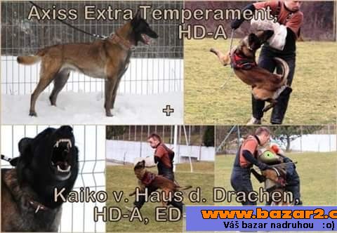 Belgický ovčák malinois
