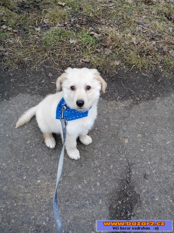Daruji štěně Labradora