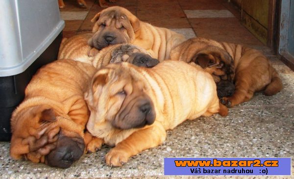 Šarpej,  shar-pei, sharpei