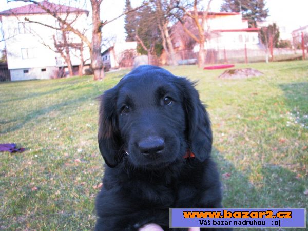 Štěně Flat Coated Retrievera s PP