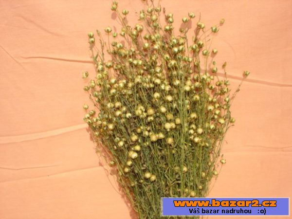 Statice Sinuata, Len, korpusy