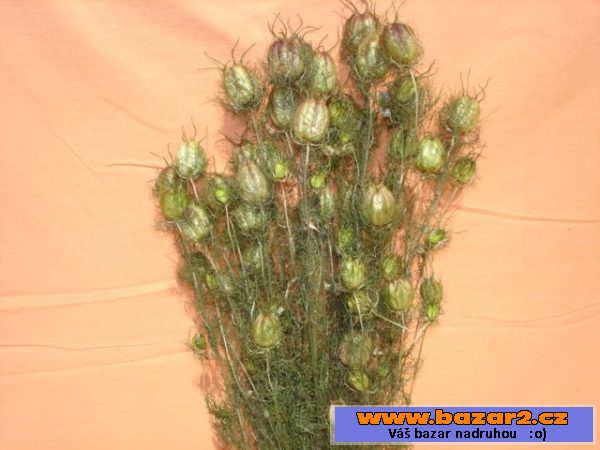 Statice Sinuata, Len, korpusy
