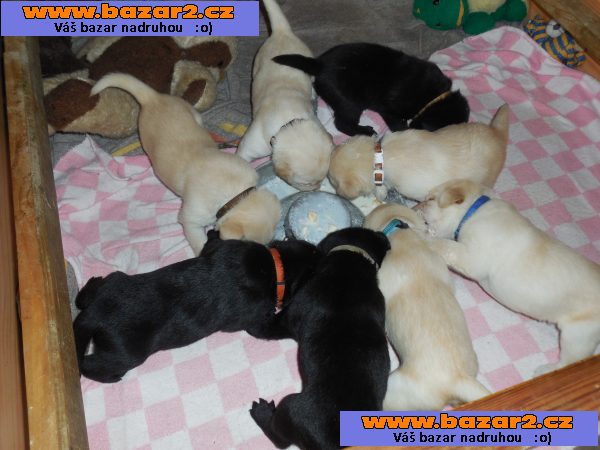 Labradorský retrívr-štěnátka