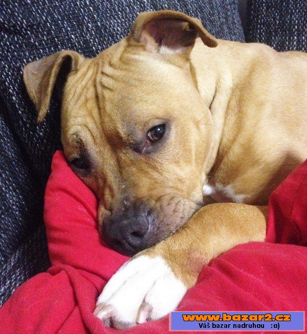 SHELBY - Pitbul - fena