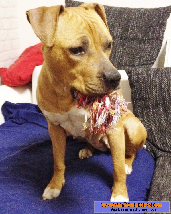 SHELBY - Pitbul - fena