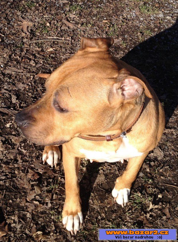 SHELBY - Pitbul - fena