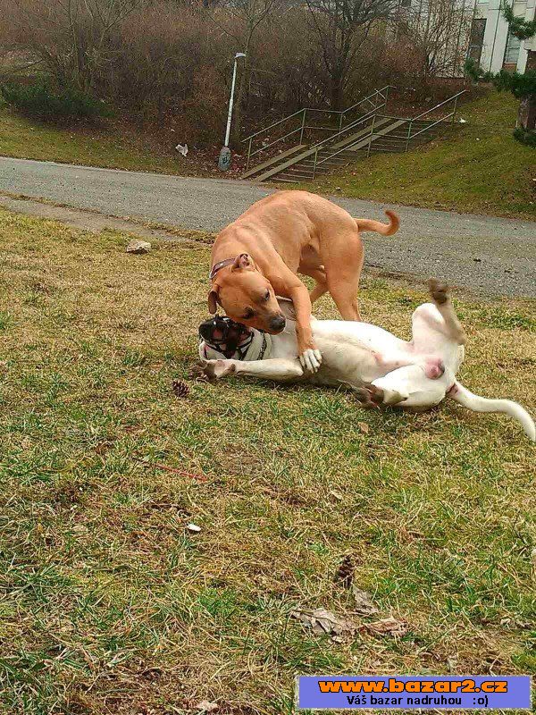 SHELBY - Pitbul - fena