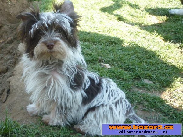 Biewer terrier-biro