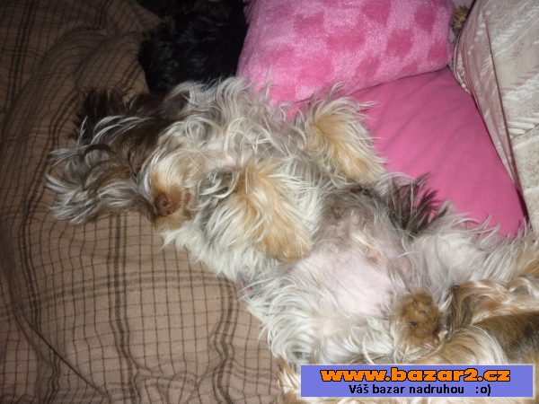 Biewer terrier-biro