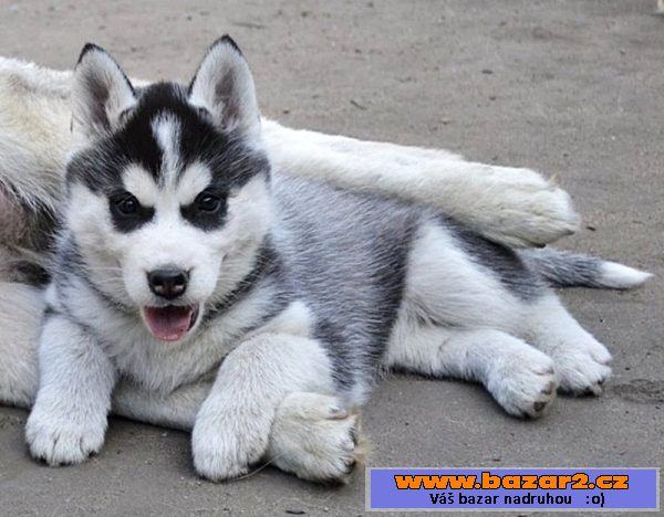 Sibiřský husky štěně s PP